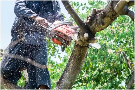 tree services Blucksberg Mountain